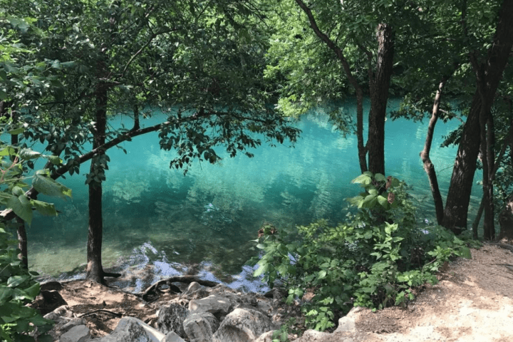 a large tree in a forest